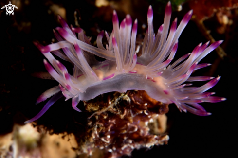 A Flabellina rubrolineata