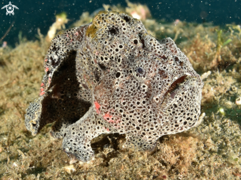 A Painted Frogfish 