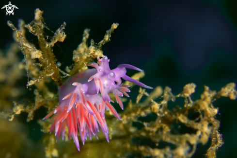 A Flabellina affinis