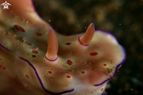 A Ceratosoma trilobatum