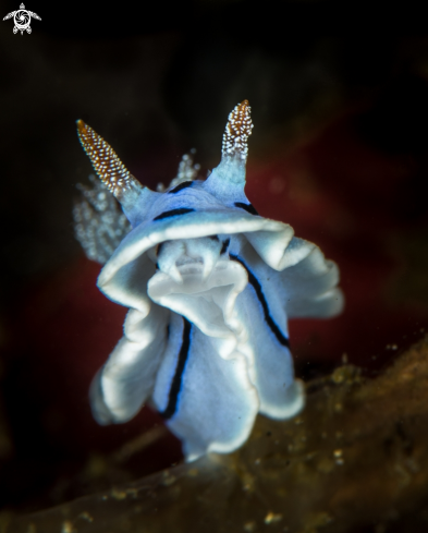 A Chromodoris willani | Chromodoris willani