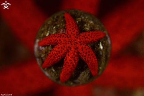 A Echinaster sepositus  | STAR