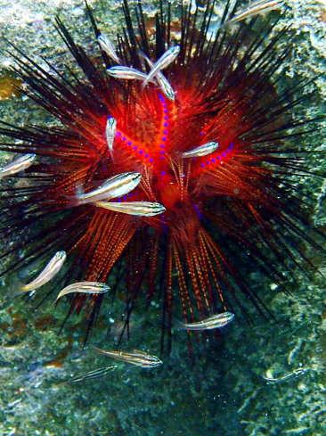 A Astropyga radiata | Fire Urchin