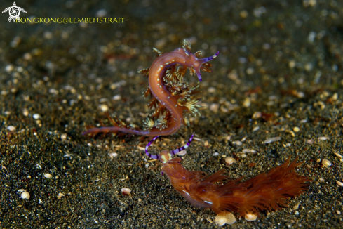 A Aeolid Nudibranchs