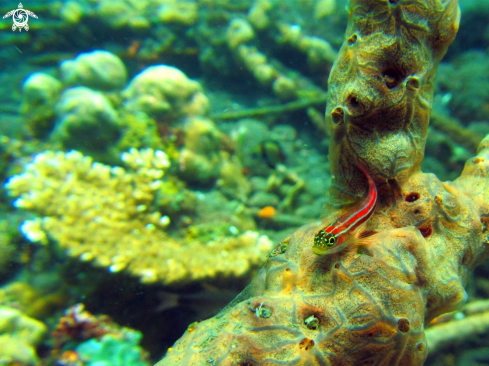 A Red underwater objects