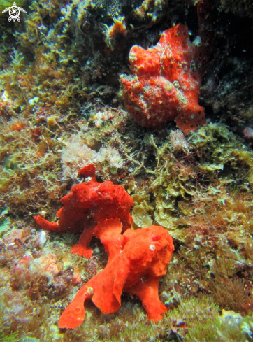 A Frogfish