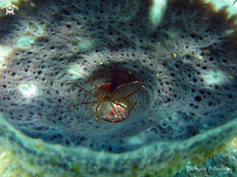 A Sea Spider