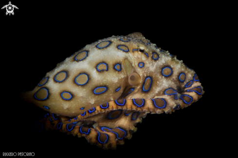 A Blue ringed octopus