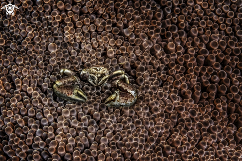 A porcelain crab