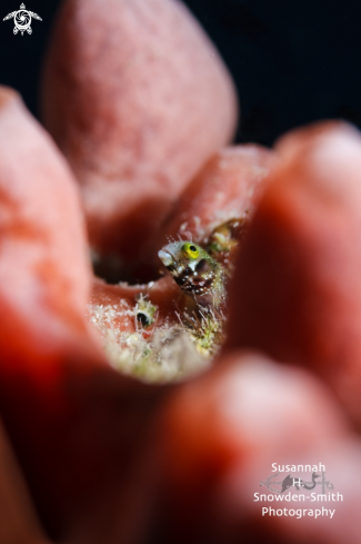 A Acanthemblemaria maria | Secretary Blenny