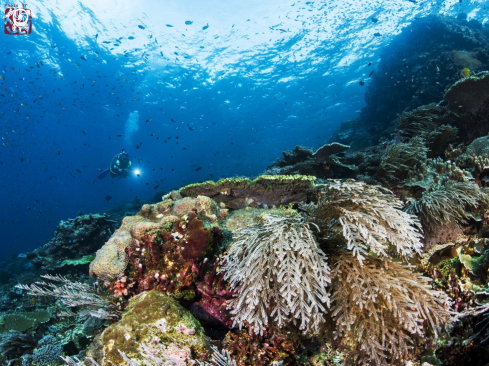 A Coral Reef