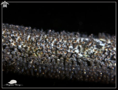 A Damselfish Eggs