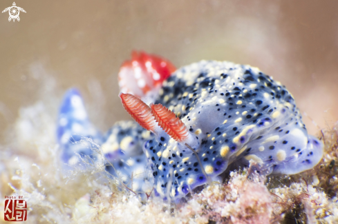 A Hypselodoris 