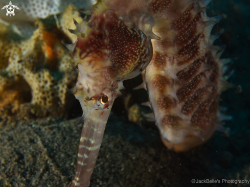 A Thorny Seahorse