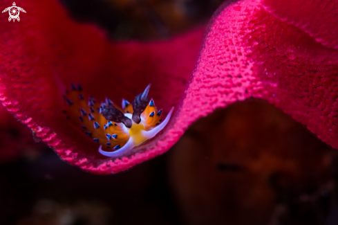 A Egg eating Nudibranch