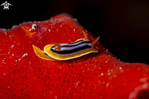 A nudibranco