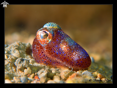 A Cuttlefish