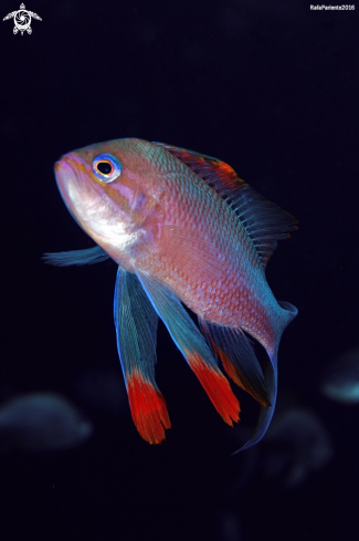 A Anthias anthias  | Tres colas 