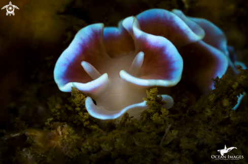 A Frilled Nudibranch