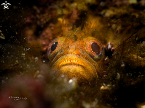 A Blenny 