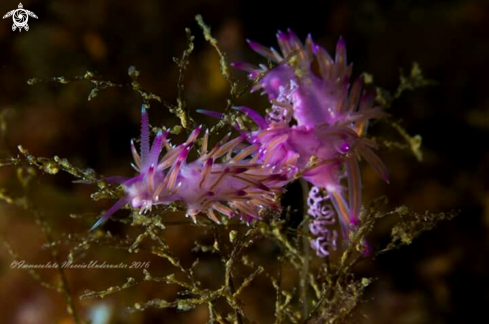 A Nudibranch  | La famiglia