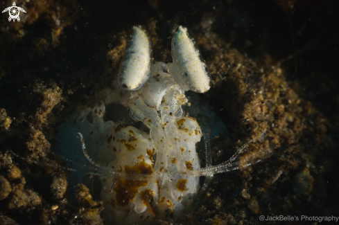 A Mantis shrimp