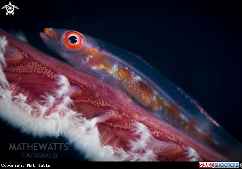 A Large Whip Coral Goby