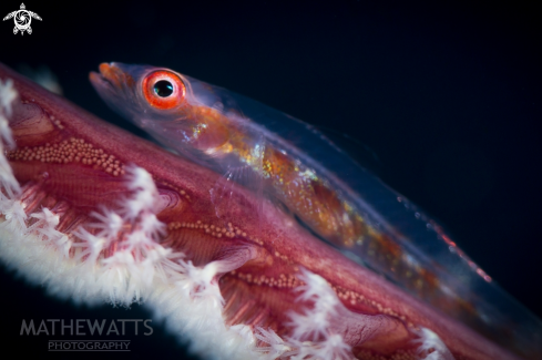 A Large Whip Coral Goby