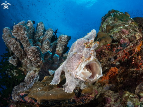 A Frog Fish