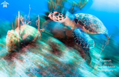 A Hawksbill Turtle