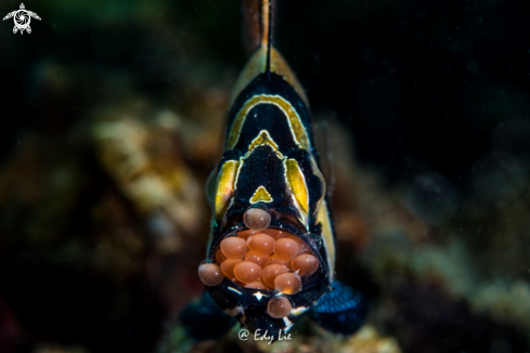 A Bangai Cardinal Fish 