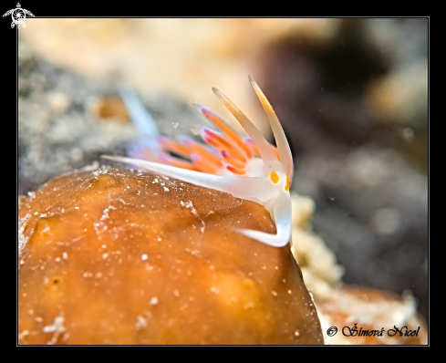 A Cratena peregrina