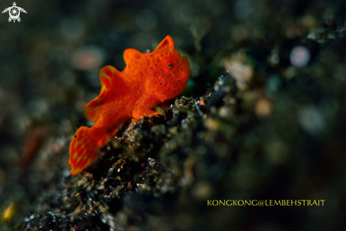A Baby Frogfish