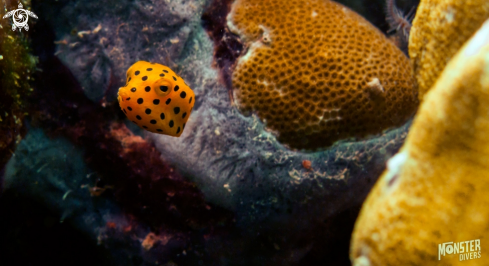A Ostracion cubicus | Yellow boxfish 