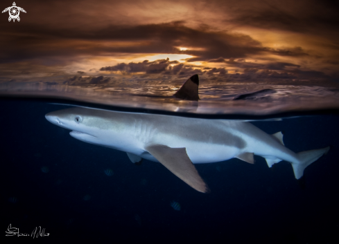 A Blacktop Reefshark