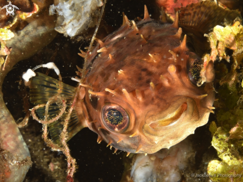 A Porcupine fish 