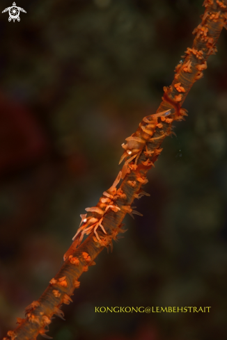 A Wire Coral Shrimps