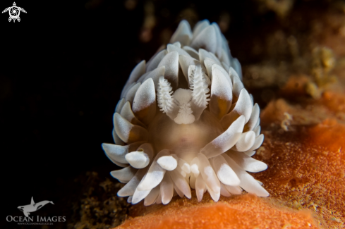 A Silvertip Nudibranch