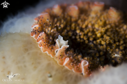 A Carpet Flatworm