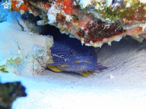 A Cozumel splendid toadfish