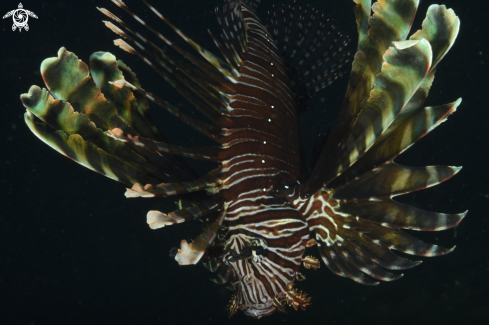 A Lionfish