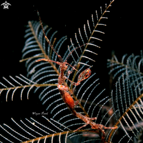 A skeleton shrimp