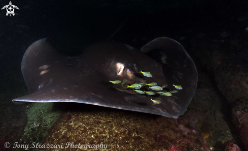 A Bull Ray