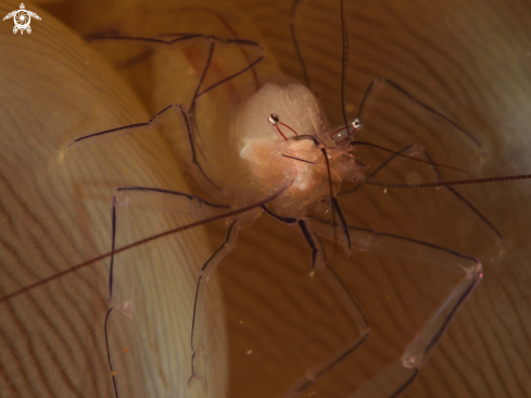 A Bubble Coral Shrimp