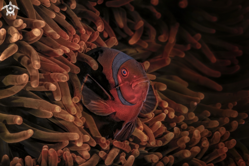 A Amphiprion perideraion, Premnas biaculeatus  | clownfish  