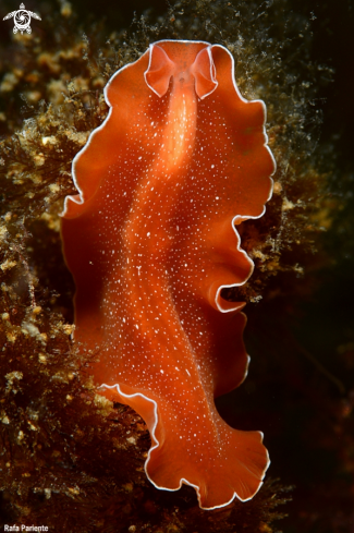 A Yungia aurantiaca (Platelminto) | Planaria 