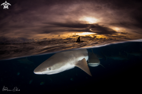 A Blacktop Reefshark