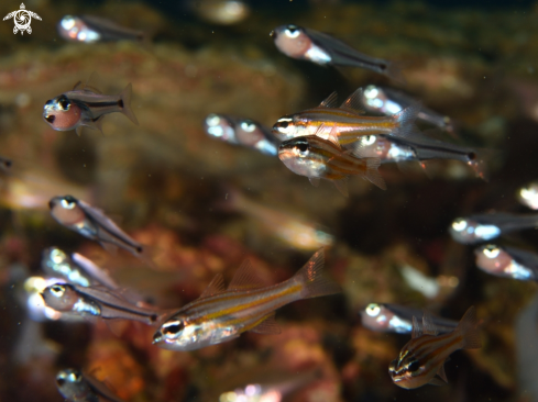 A Cardinal fish