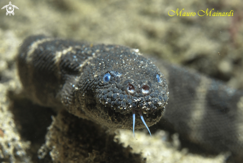 A Sea snake (ID please??)