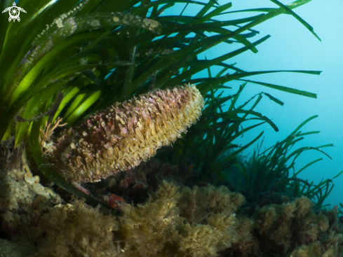 A Pinna Nobilis e Posidonia Oceanica  | Visione Nobilis